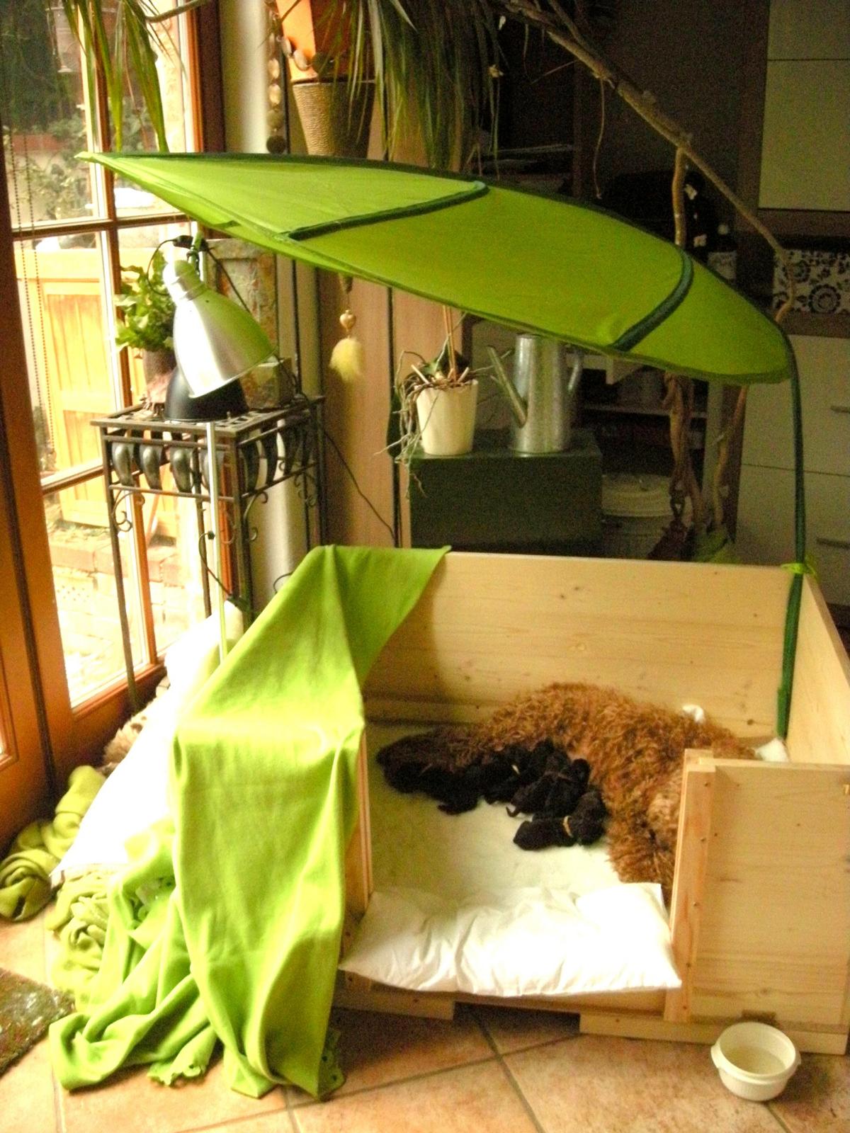 australian labradoodle